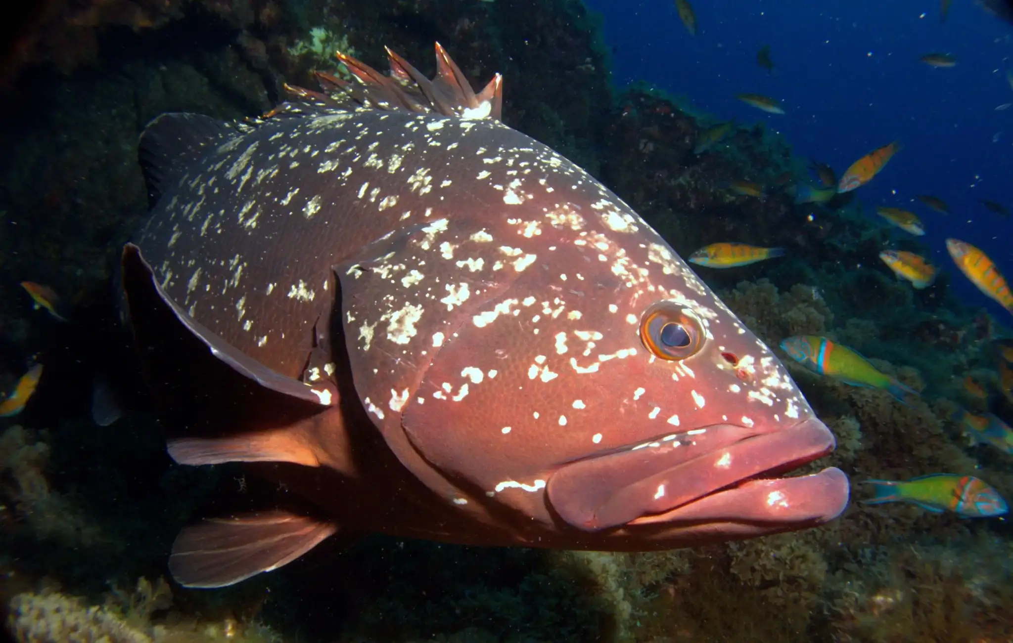 Garoupa verdadeira (Epinephelus marginatus), peixe de costão rochoso