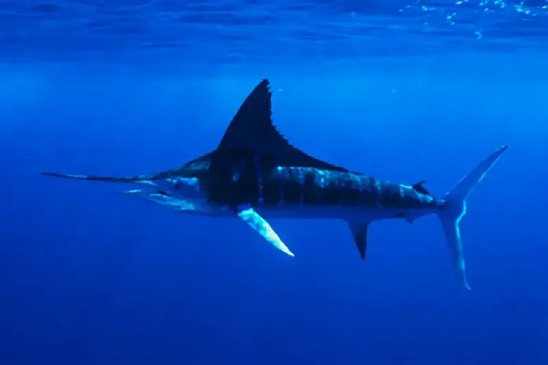 Marlin-azul