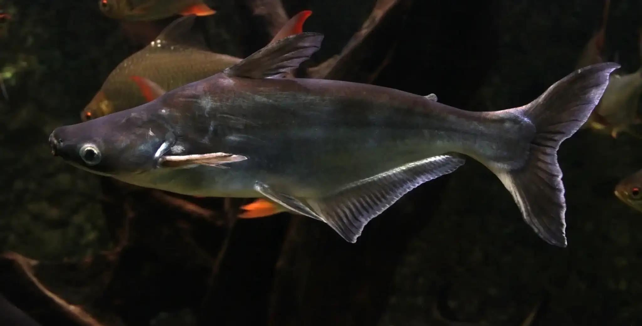 Panga