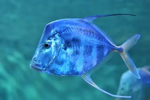 Peixe-galo