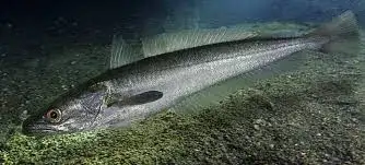 Pescada-branca