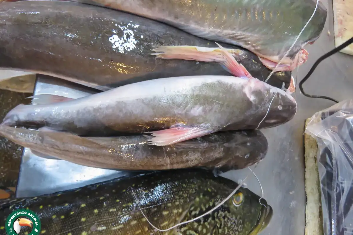 Piramutaba