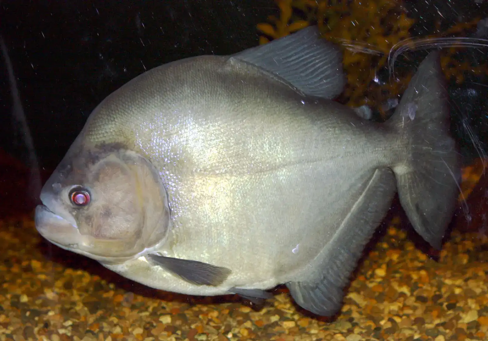 Piranha-Preta