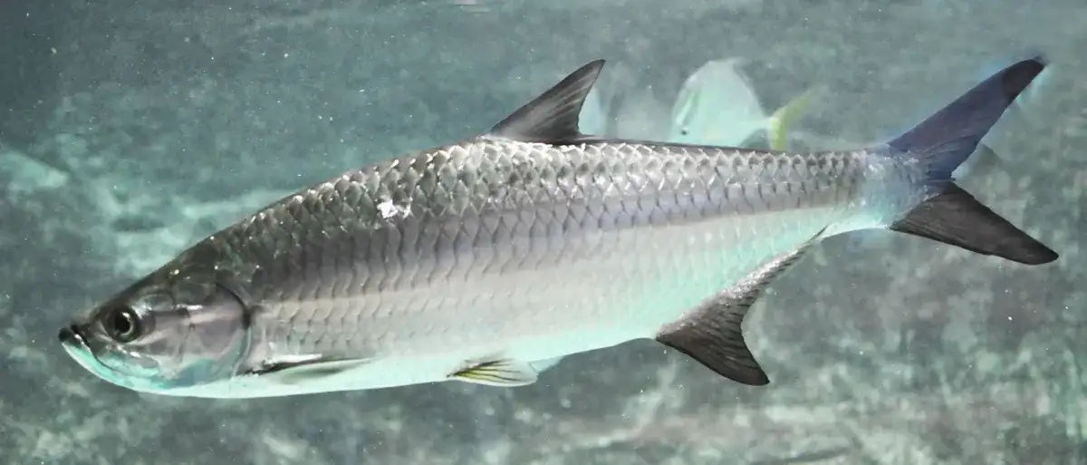 Pirapema