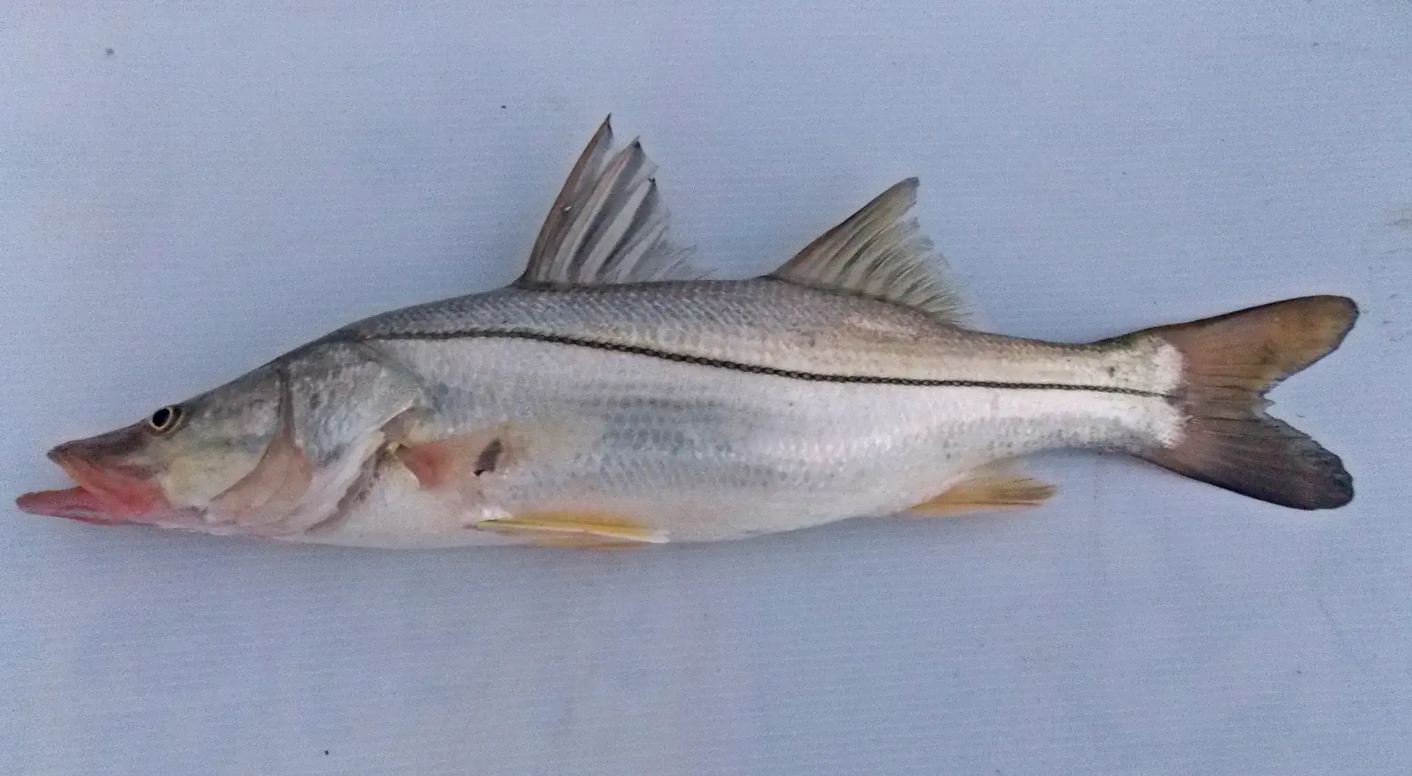 Robalo-flecha (Centropomus undecimalis) segurado pelo pescador antes da soltura