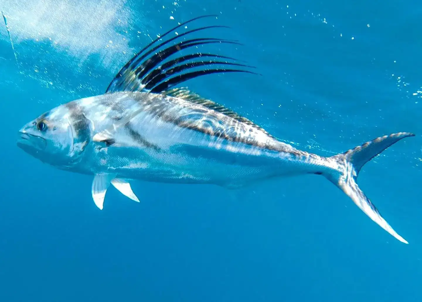 Roosterfish
