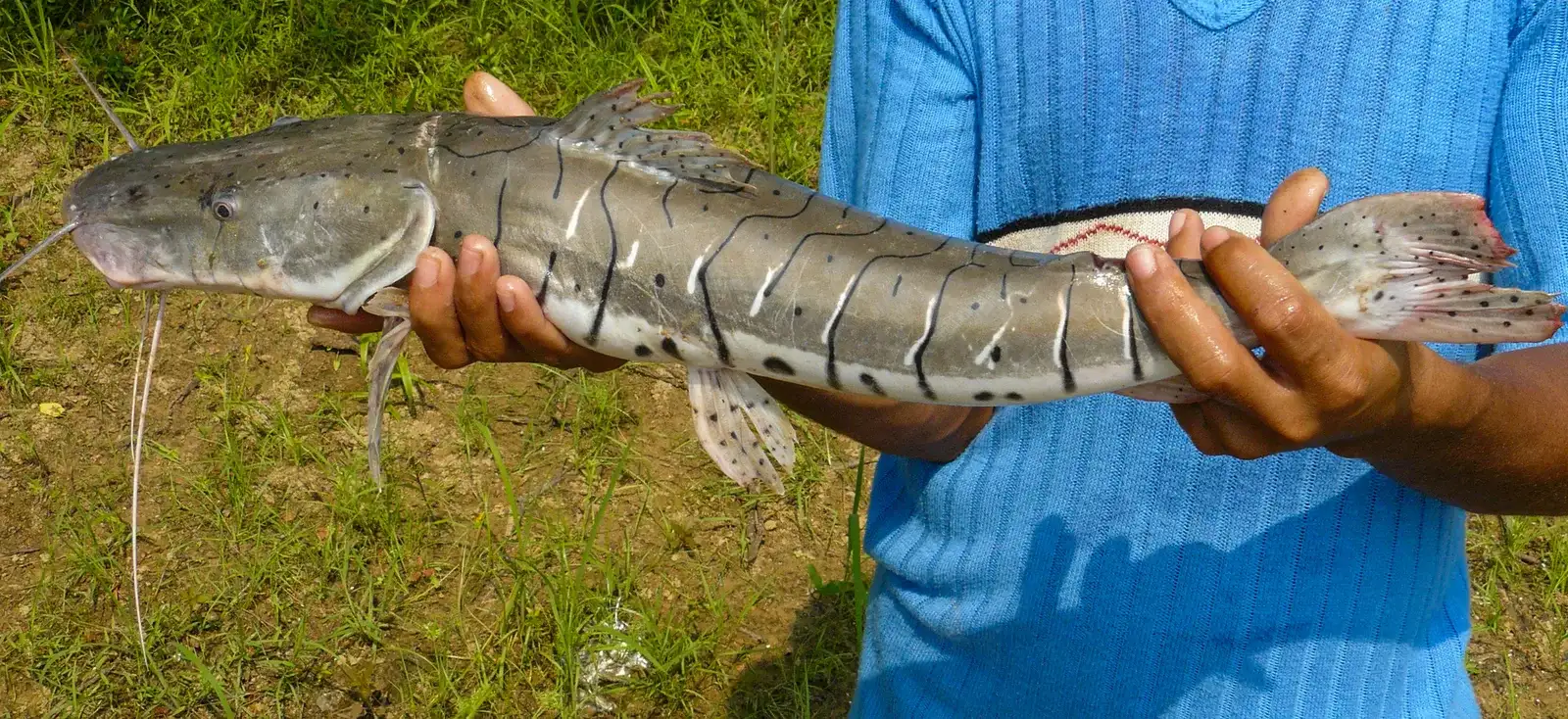 Surubim da Amazônia
