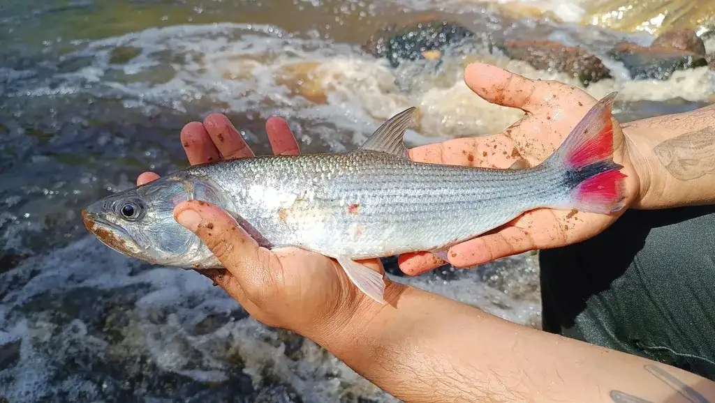 Tabarana (Salminus hilarii) em águas claras