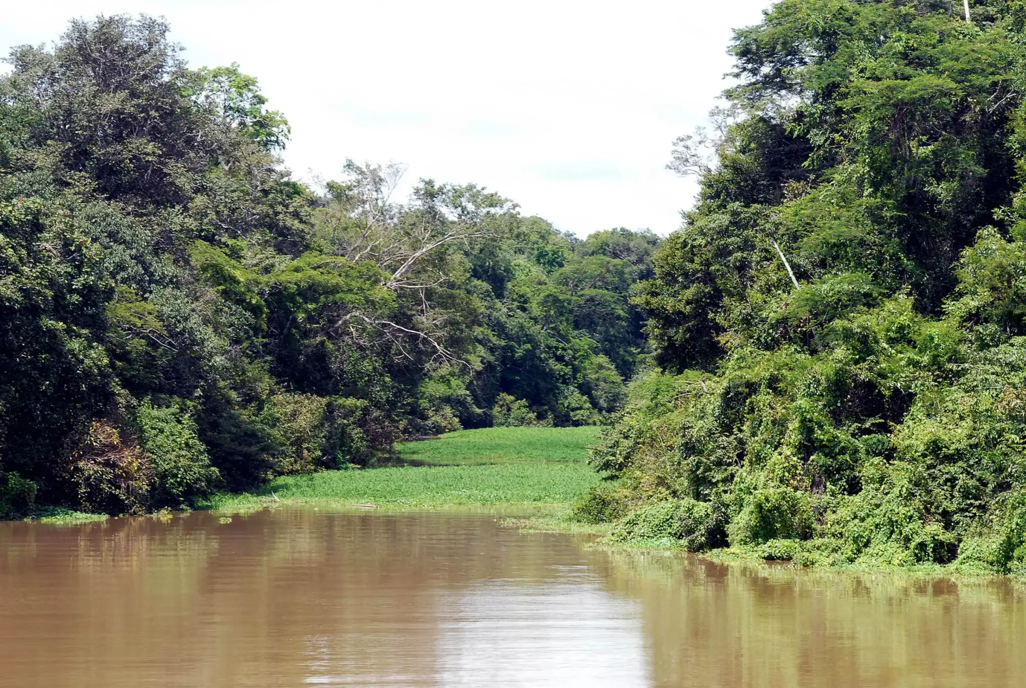 Rio Tefé