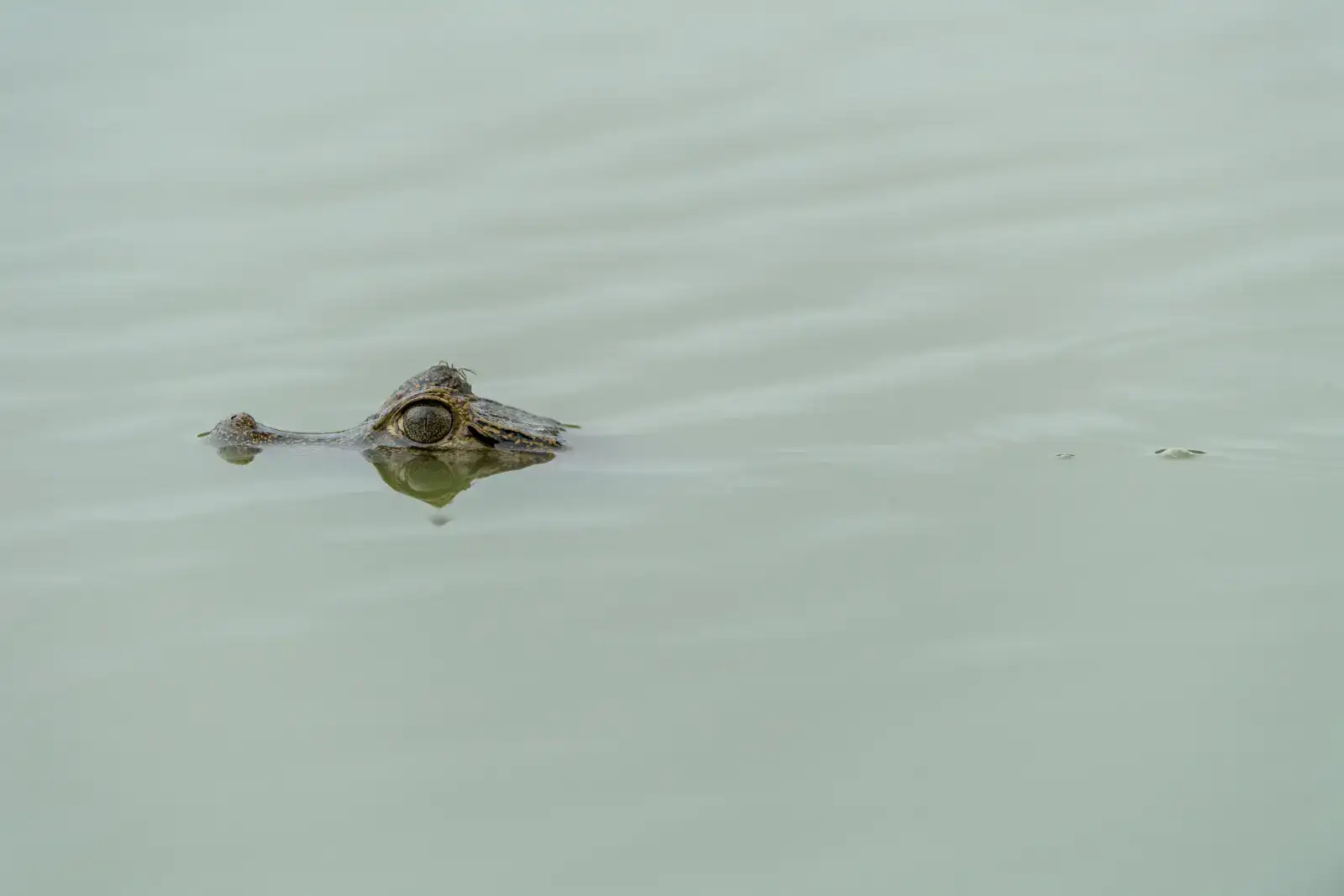 Rio Negro - Pantanal MS