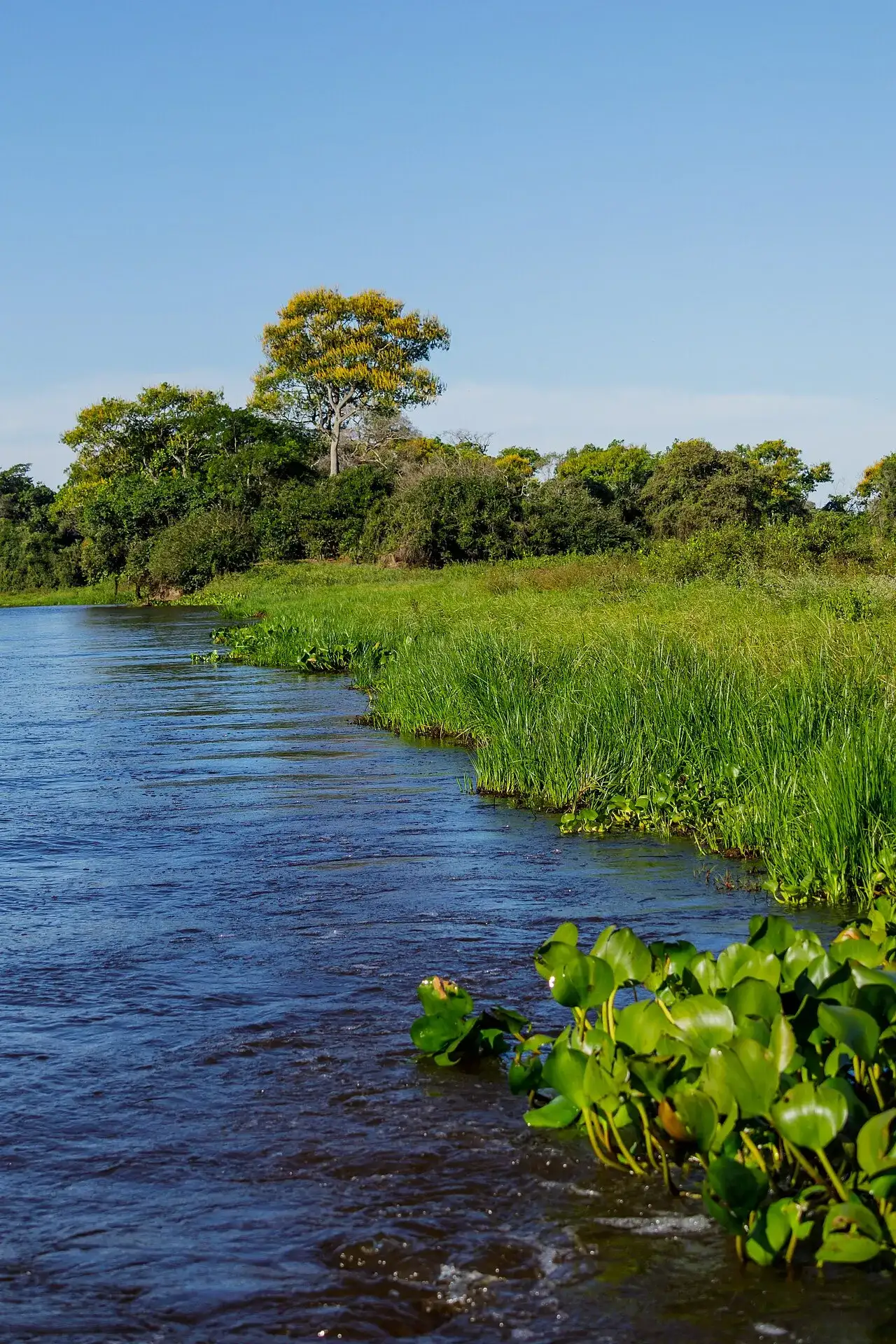 Baía do Castelo (Pantanal Norte - MT)