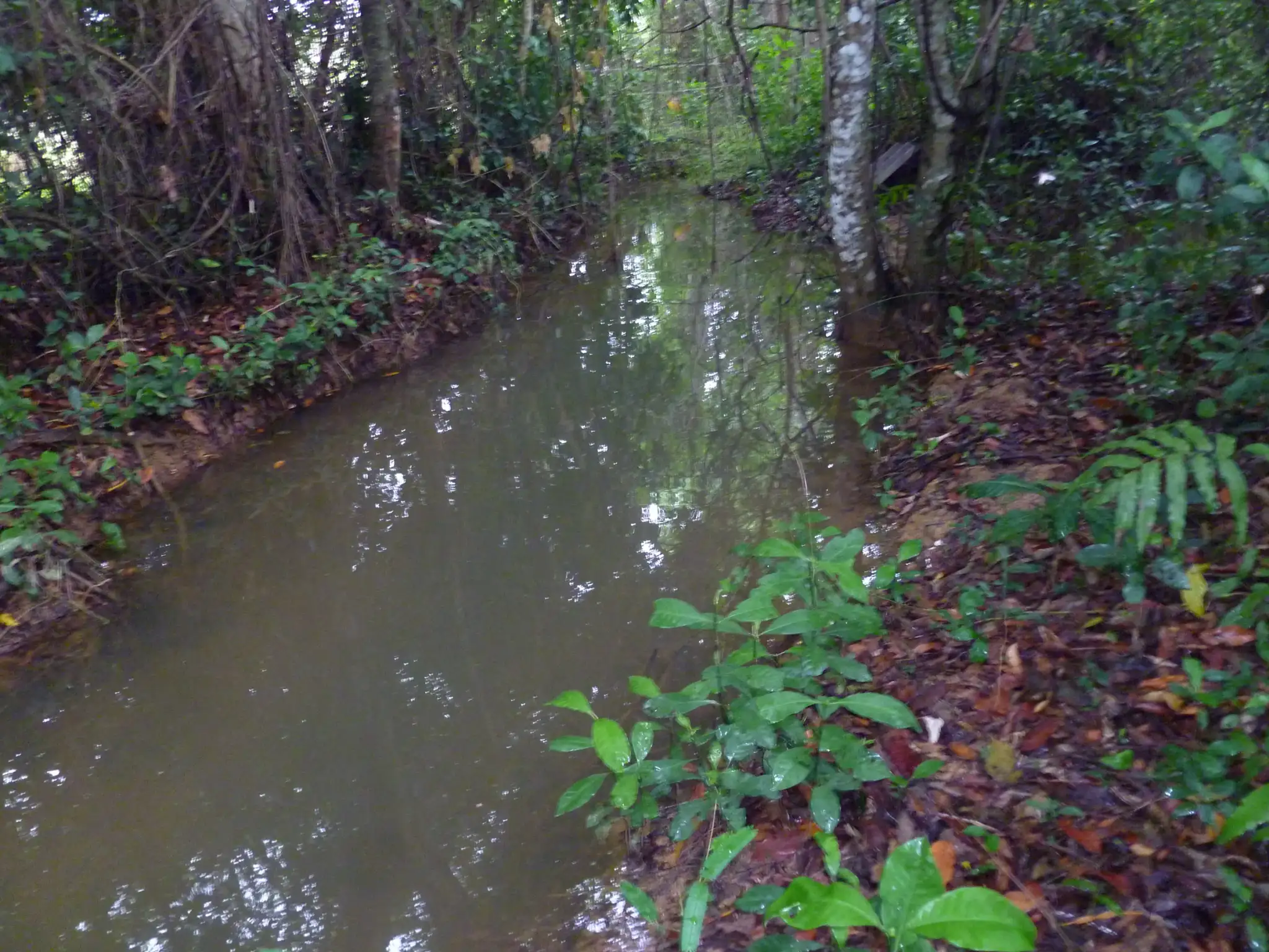 Rio Pacuí