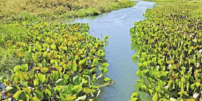 Rio Pandeiros