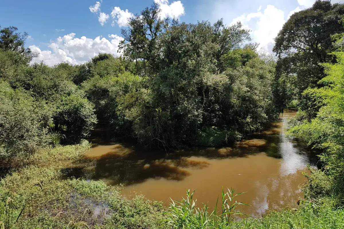 Rio Miringuava