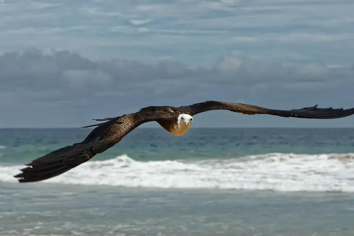 Pesca oceânica em Fernando de Noronha