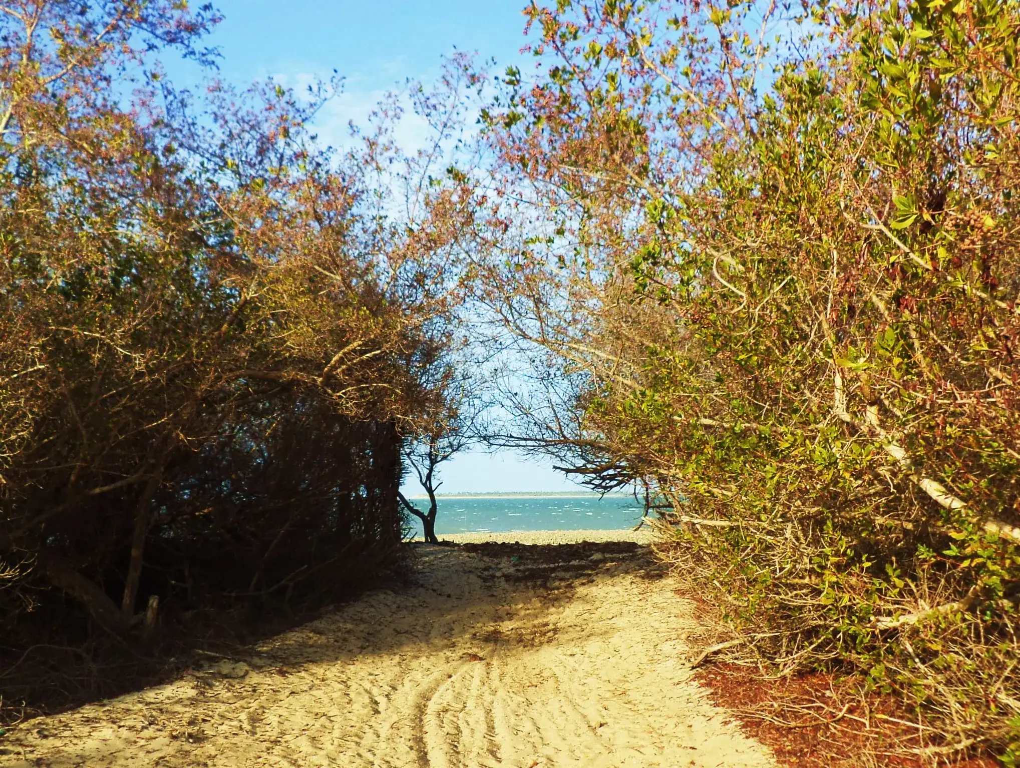 Ponta do Anel
