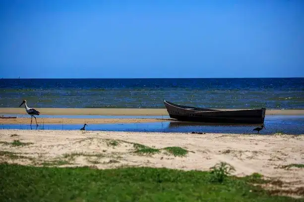 Bojuru