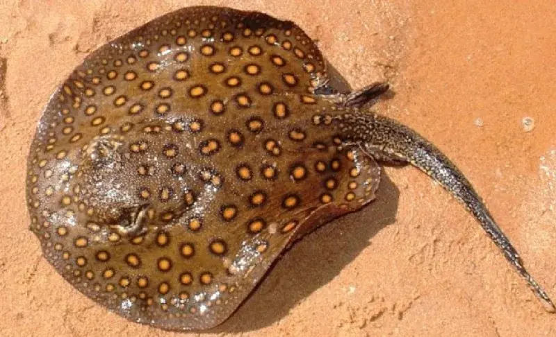 Arraia de água doce Potamotrygon com pintas oceladas no dorso