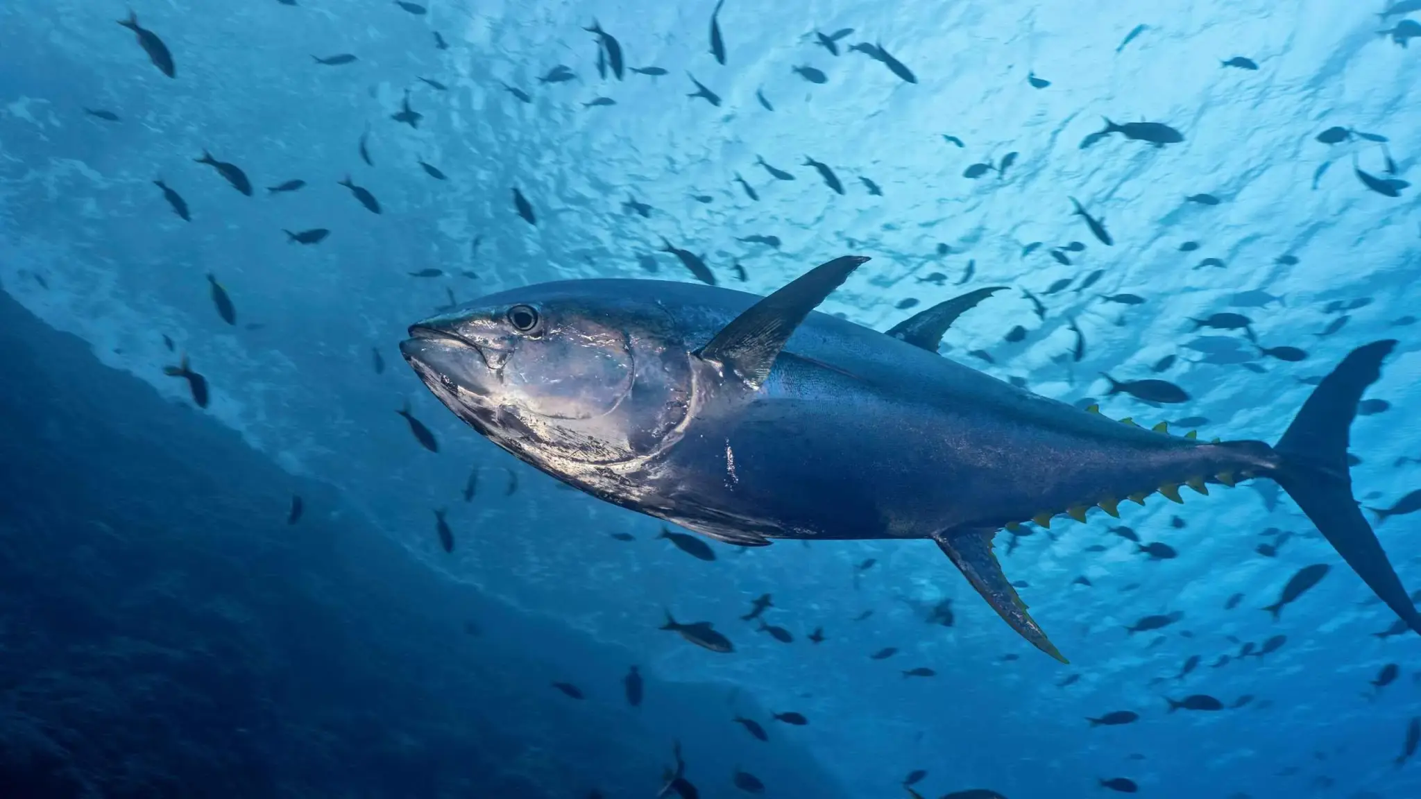 Atum-albacora nadando em mar aberto, com as nadadeiras amarelas bem visíveis