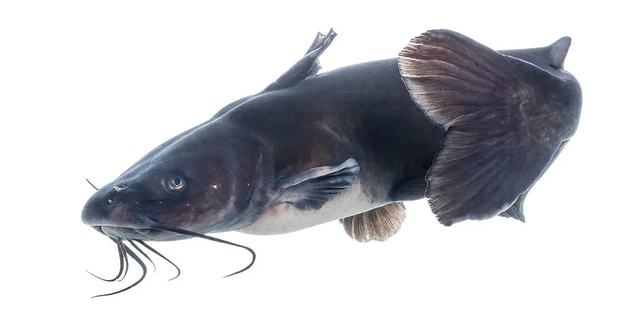 Bagre-americano (Ictalurus punctatus) com nadadeiras claras