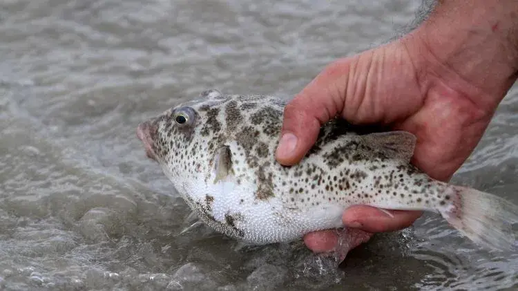 Peixe baiacu (família Tetraodontidae) com o corpo inflado