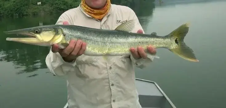 Bicuda de água doce (Boulengerella cuvieri), predadora torpedo da Amazônia