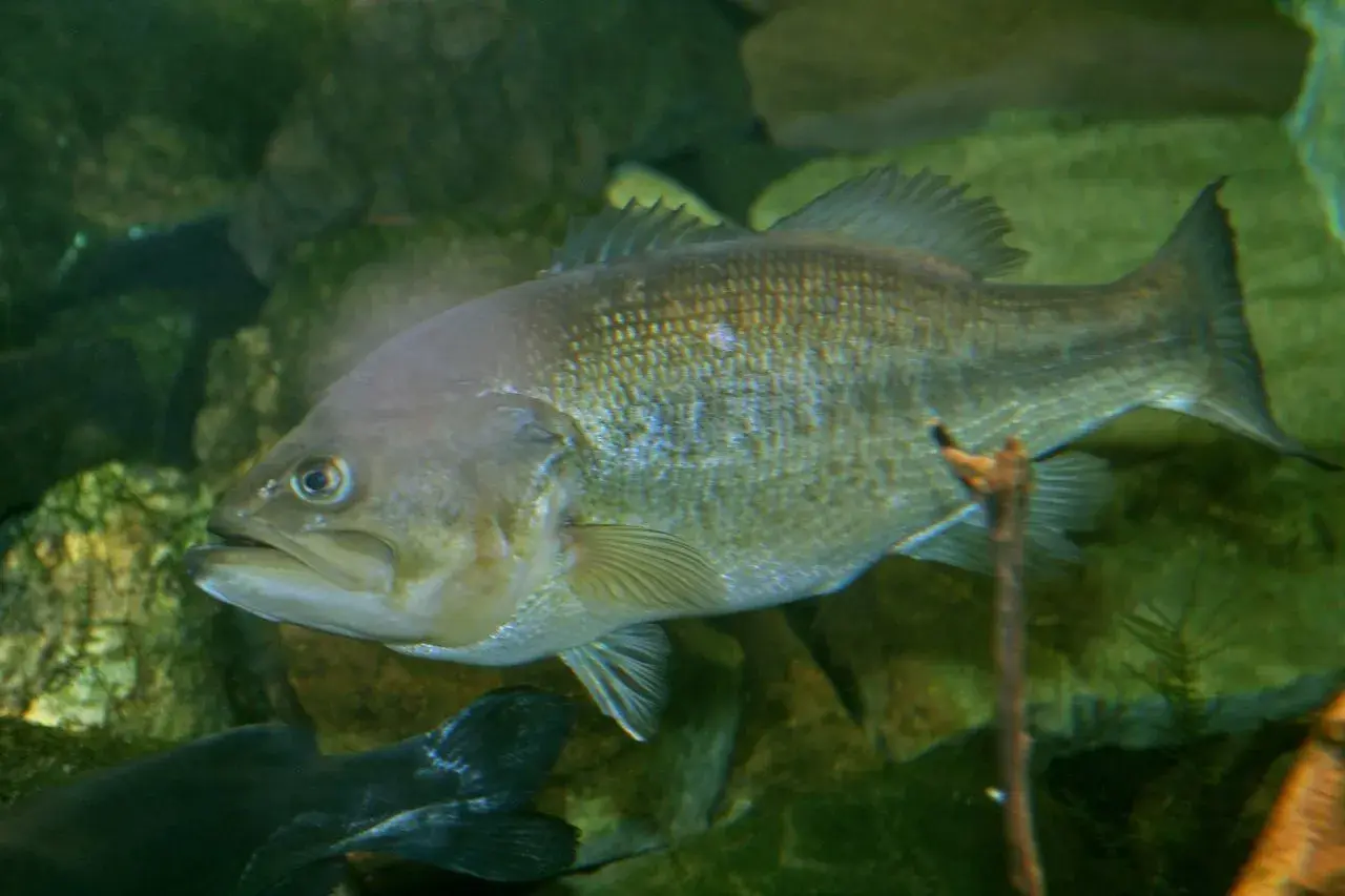 Black bass (Micropterus salmoides) segurado acima da água