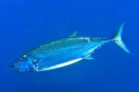 Bonito-listrado (Katsuwonus pelamis) nadando
