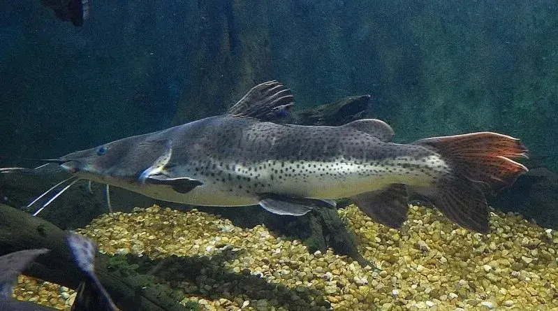 Cachapira (híbrido de cachara com pirarara) em pesqueiro