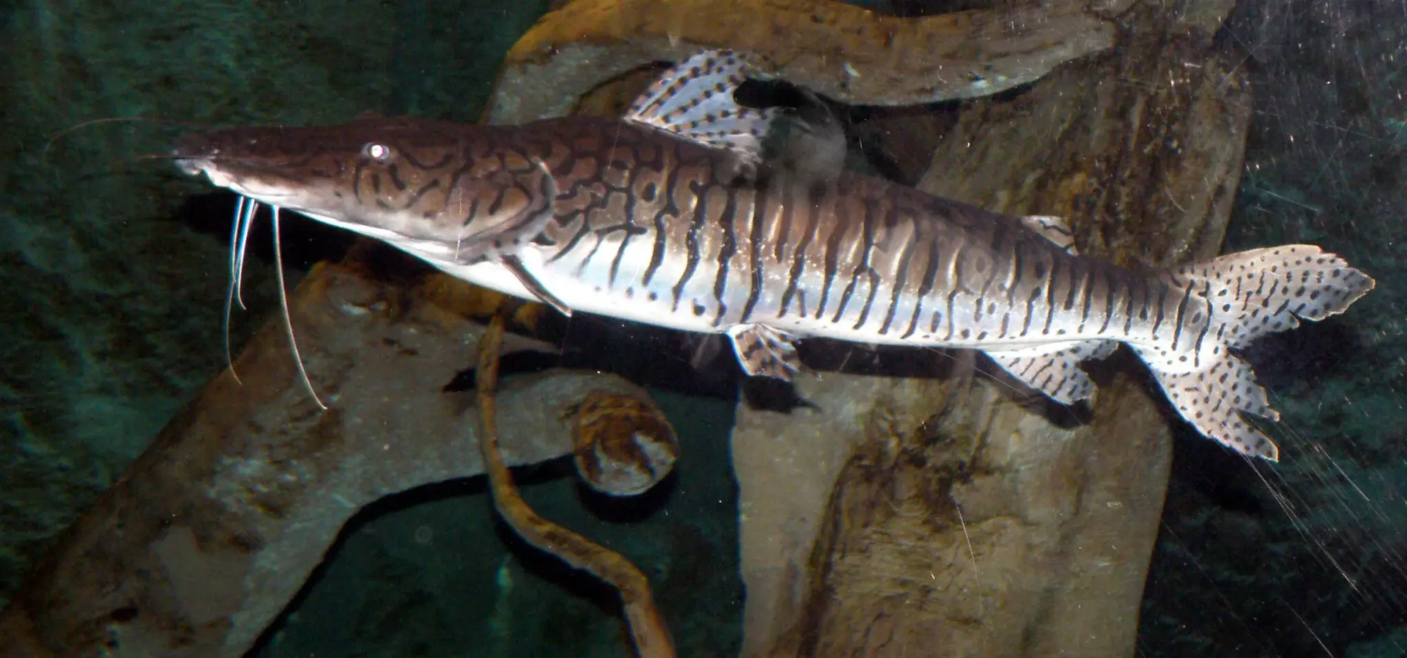 Cachara (Pseudoplatystoma reticulatum) recém-capturada