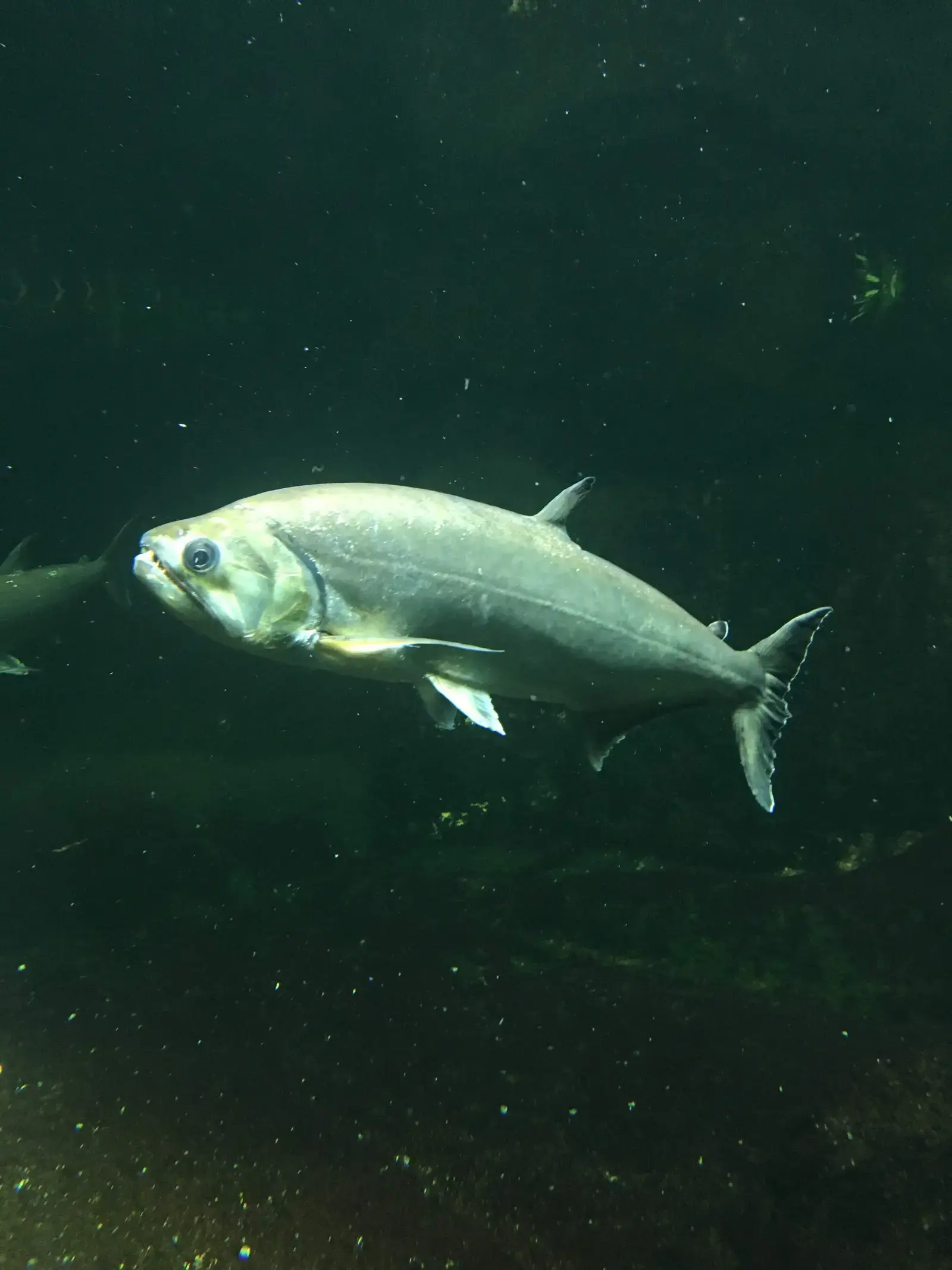Cachorra (Hydrolycus armatus) mostrando seus dentes caninos impressionantes
