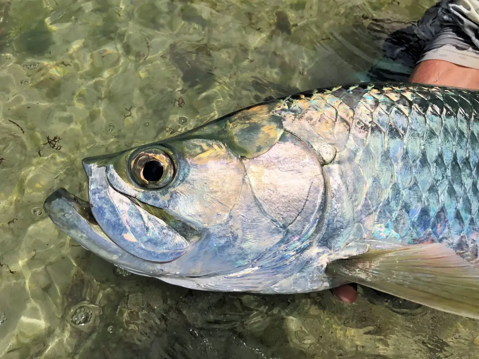 Camurupim (Tarpon) saltando durante a briga