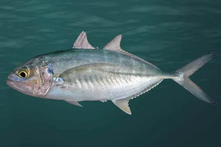 Carapau (Trachurus lathami) coletado no Golfo do México