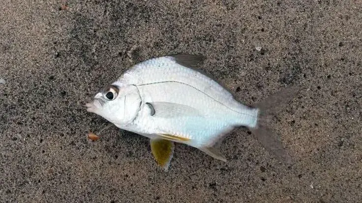 Carapeba (Eugerres brasilianus), peixe prateado de corpo alto e achatado dos lados, típico de estuário
