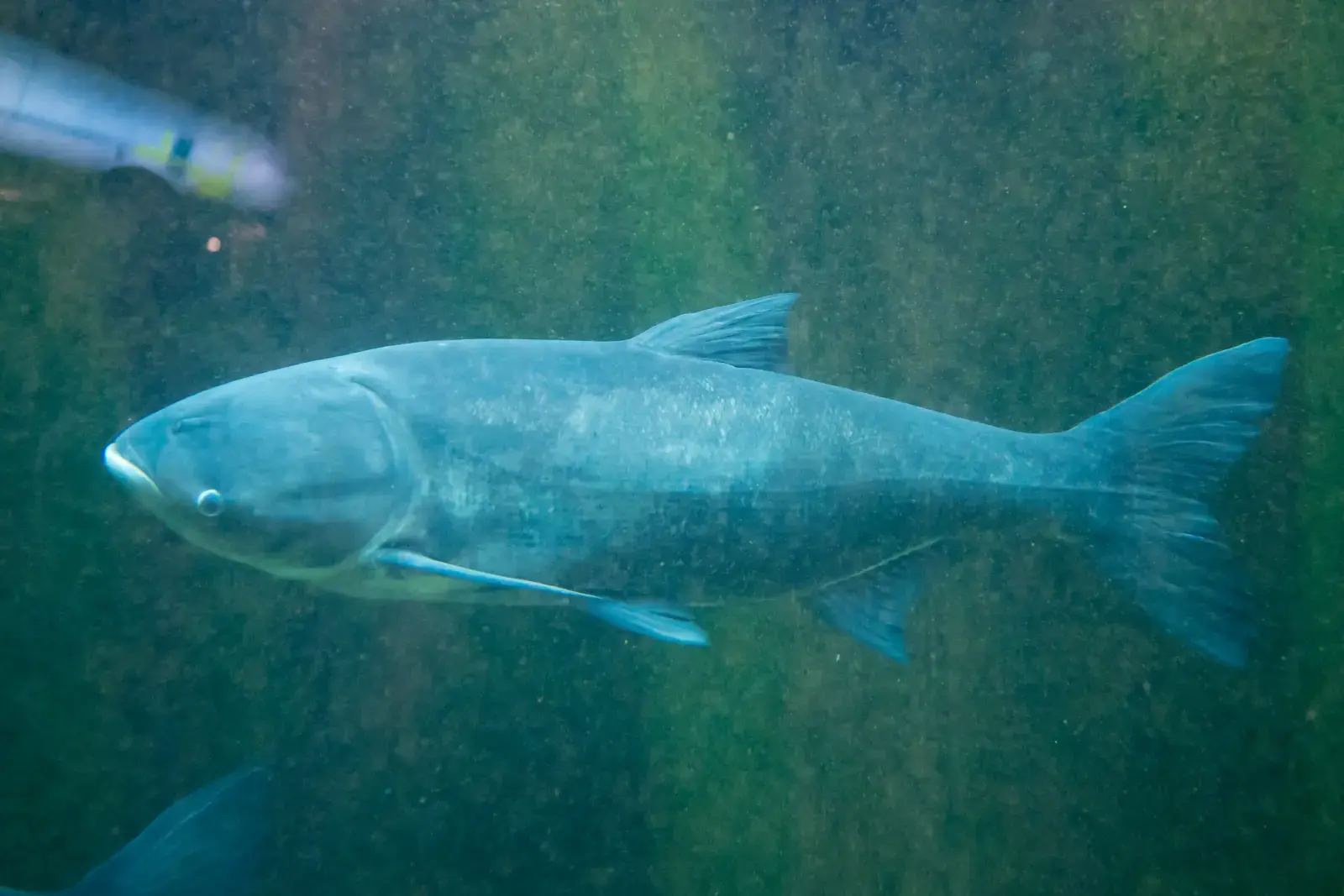 Carpa-Cabeça-Grande