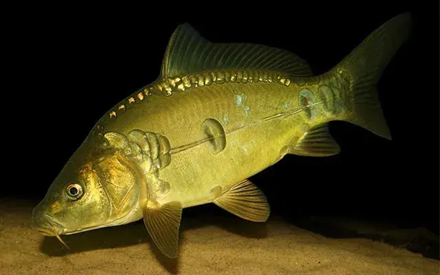Carpa húngara (Cyprinus carpio) com escamas completas