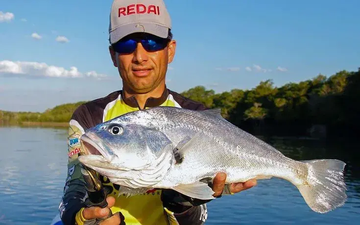 Corvina de água doce (Plagioscion squamosissimus) capturada em represa no Brasil