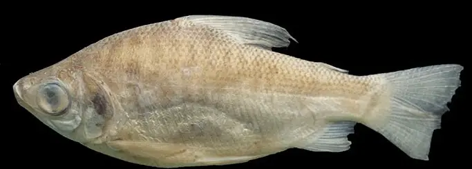Curimatã do Parnaíba (Prochilodus lacustris), exemplar jovem de coleção científica visto de lado