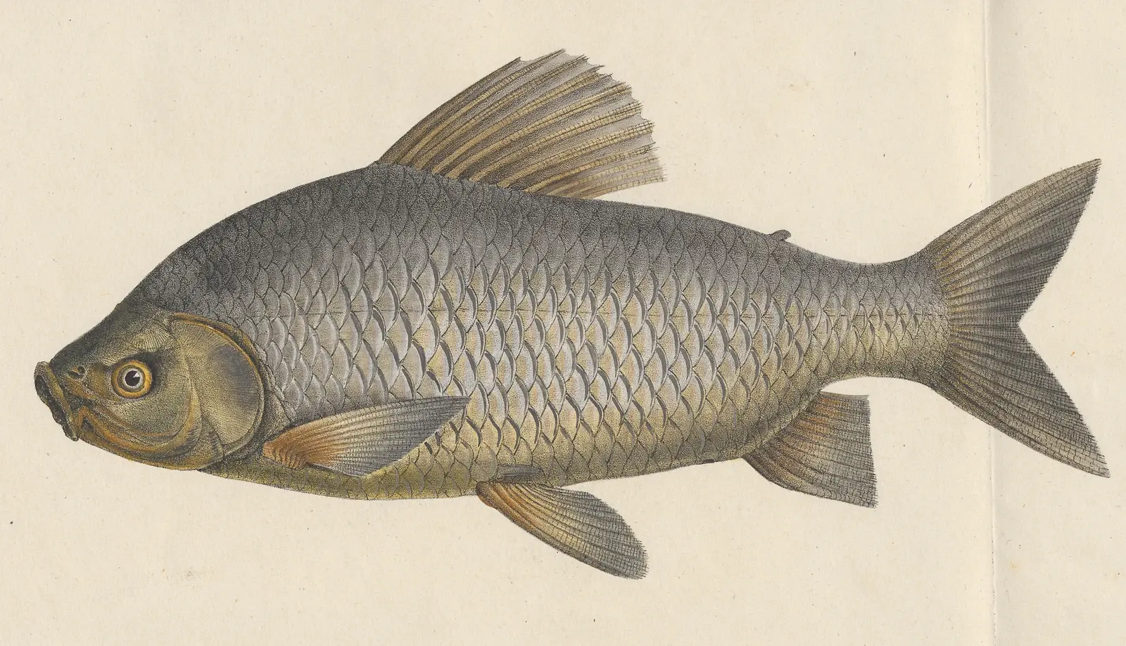 Ilustração do curimatã-pacu (Prochilodus argenteus), peixe de corpo alto e prateado, coberto de escamas, com a boca de lábios grossos