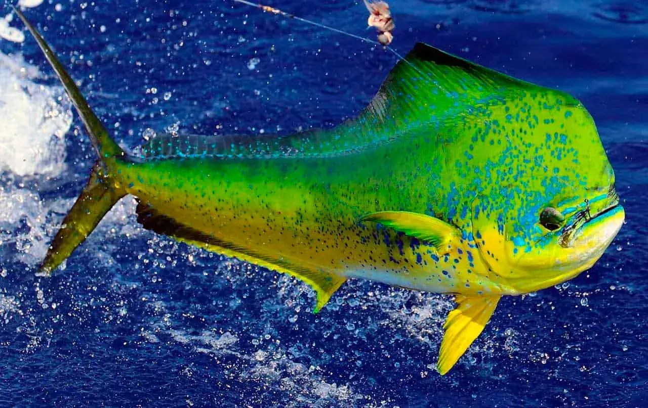 Dourado do mar (Coryphaena hippurus) recém-capturado, com o dourado, o verde e o azul brilhando no corpo