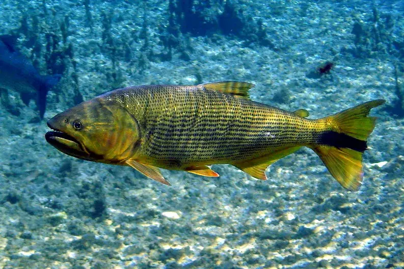 Dourado (Salminus brasiliensis) nas águas cristalinas de Bonito