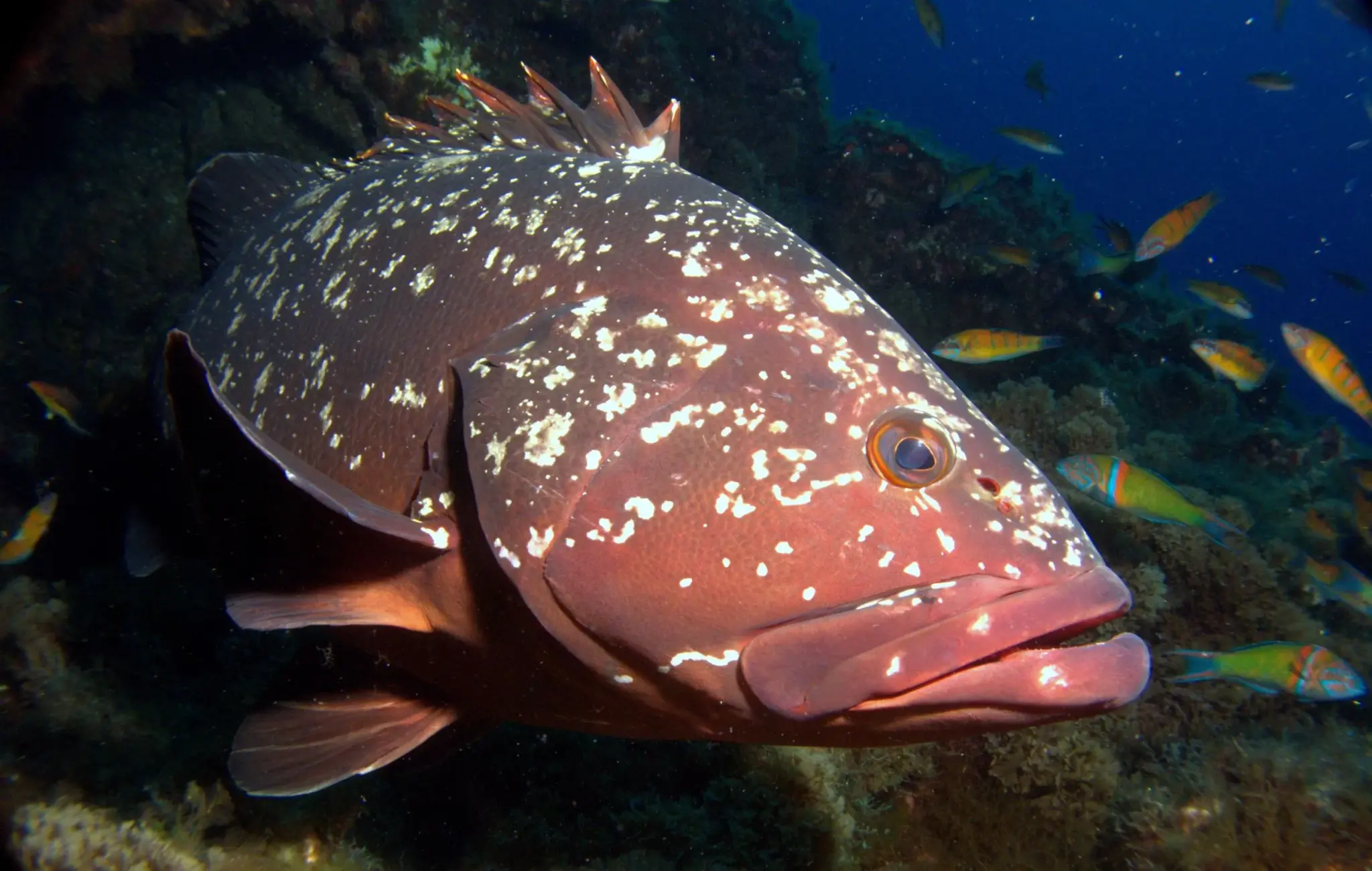 Garoupa verdadeira (Epinephelus marginatus), peixe de costão rochoso