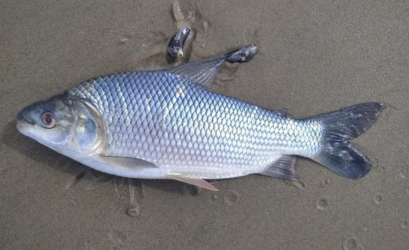 Grumatã (Prochilodus lineatus) exibindo escamas prateadas