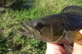 Jacundá (Crenicichla sp.) mostrando corpo alongado e padrão de coloração