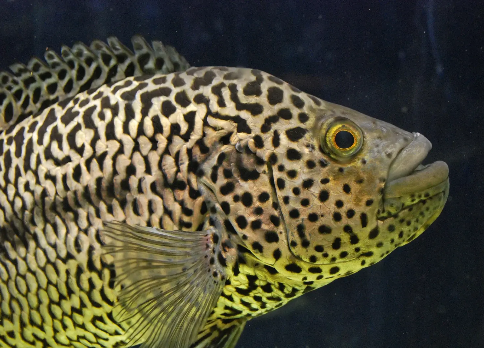 Peixe jaguar (Parachromis managuensis) macho, com o corpo dourado coberto de manchas pretas