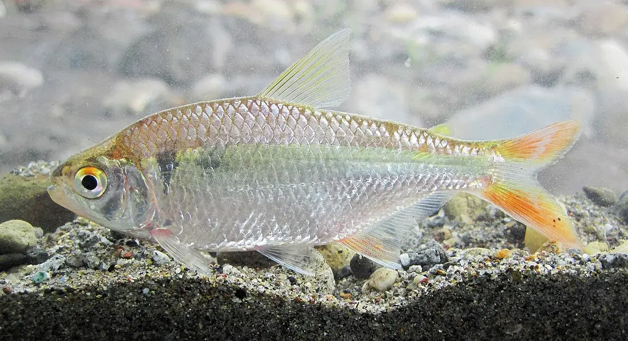 Lambari (Astyanax spp.) com corpo prateado típico