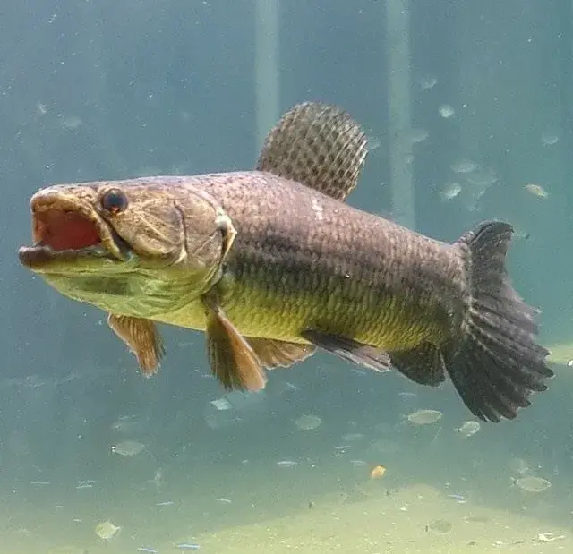 Lobó (Hoplias aimara) mostrando seus dentes impressionantes
