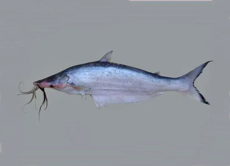 Mapará (Hypophthalmus marginatus), bagre pelágico da Amazônia