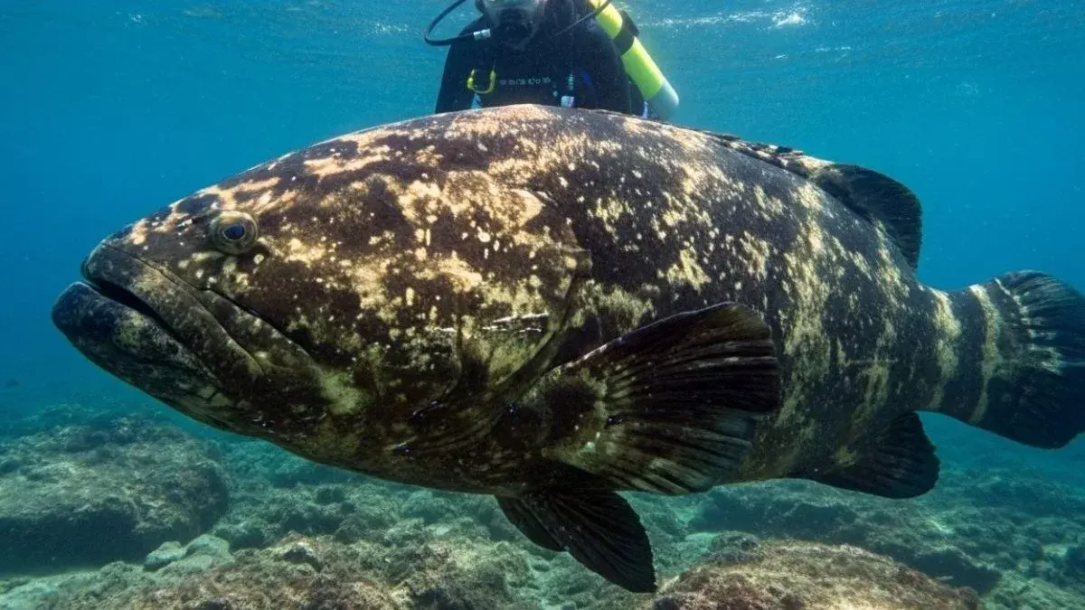 Mero (Epinephelus itajara) nadando próximo a um costão rochoso