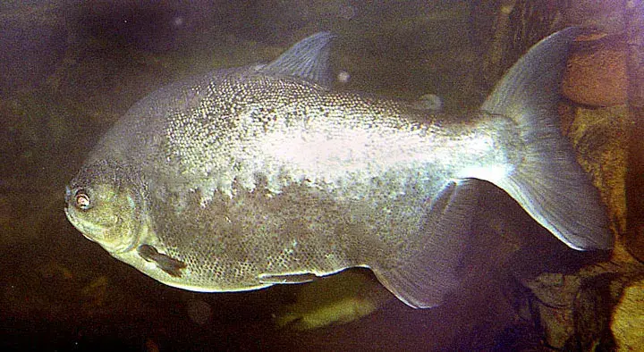 Pacu (Piaractus mesopotamicus) em aquário amazônico